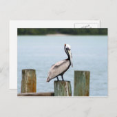 Pelican postcard briefkaart (Voorkant / Achterkant)