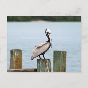 Pelican postcard briefkaart