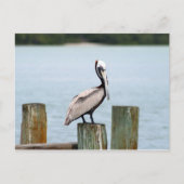 Pelican postcard briefkaart (Voorkant)