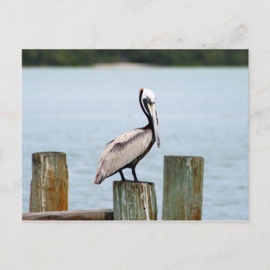 Pelican postcard briefkaart (Voorkant)