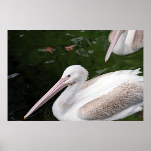 Pelican Poster (Voorkant)