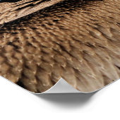 Pelican Poster (Hoek)