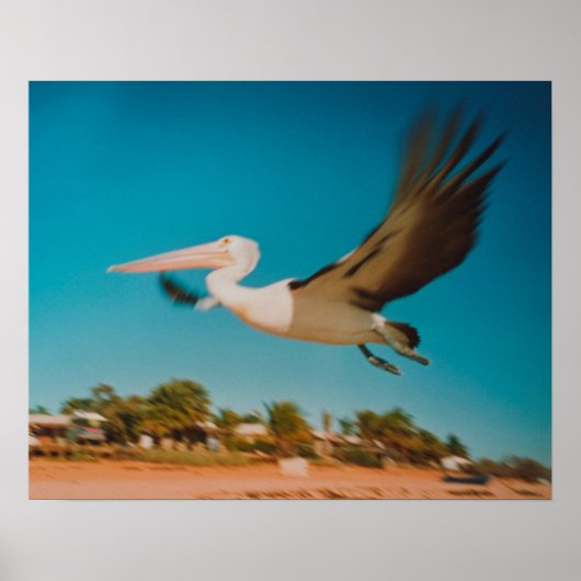 Pelican Poster (Voorkant)