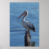 Pelican Poster (Voorkant)