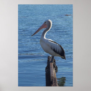 Pelican Poster