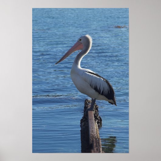 Pelican Poster (Voorkant)