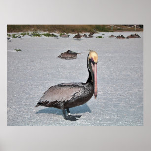Pelican Poster