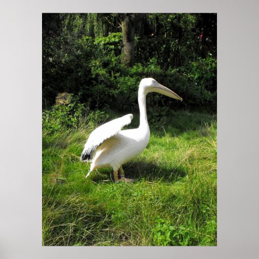 Pelican Poster (Voorkant)