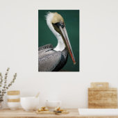 Pelican Poster (Keuken)