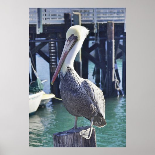 Pelican Print (Voorkant)