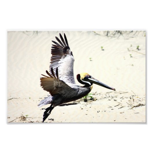 Pelican Print, Wall Art, Gifts, Beach Birds Foto Afdruk (Voorkant)