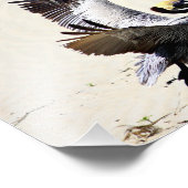 Pelican Print, Wall Art, Gifts, Beach Birds Foto Afdruk (Hoek)