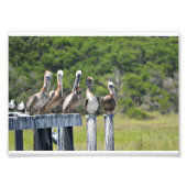 Pelican Rest Foto Afdruk (Voorkant)