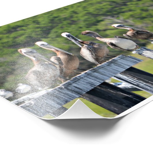 Pelican Rest Foto Afdruk (Hoek)