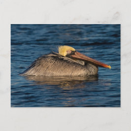 Pelican Resting in Water Briefkaart