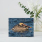 Pelican Resting in Water Briefkaart (Staand voorkant)
