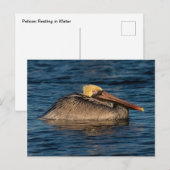Pelican Resting in Water Briefkaart (Voorkant / Achterkant)