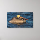 Pelican Resting in Water Canvas Print (Voorkant)