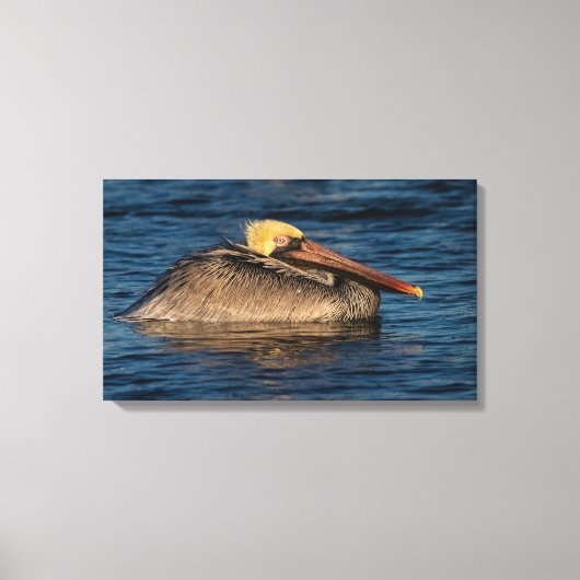 Pelican Resting in Water Canvas Print (Voorkant)