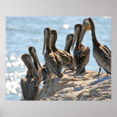 Pelican Rock Poster (Voorkant)
