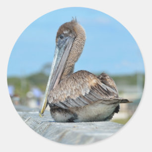 Pelican-ronde sticker