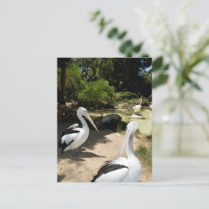 Pelican Sanctuary, Briefkaart