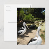 Pelican Sanctuary, Briefkaart (Voorkant / Achterkant)