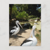 Pelican Sanctuary, Briefkaart (Voorkant)