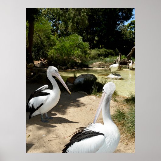 Pelican Sanctuary, Poster (Voorkant)