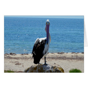 Pelican Stare Down