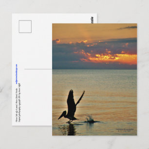 Pelican start op zonsondergang Golfkust Florida Briefkaart