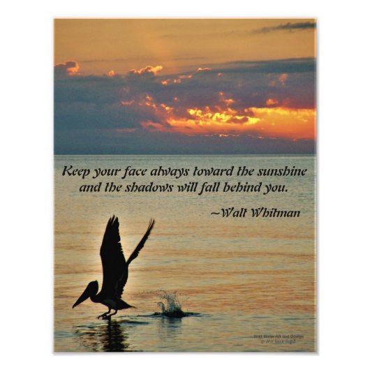 Pelican start op zonsondergang Golfkust Florida Foto Afdruk (Voorkant)