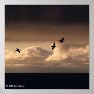 Pelican Sunset Poster