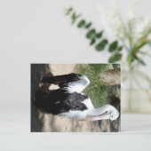 Pelican Time to Preen, Briefkaart (Staand voorkant)