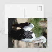 Pelican Time to Preen, Briefkaart (Voorkant / Achterkant)