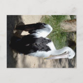Pelican Time to Preen, Briefkaart (Voorkant)