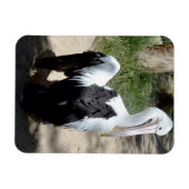 Pelican Time to Preen, Magnet Magneet (Horizontaal)