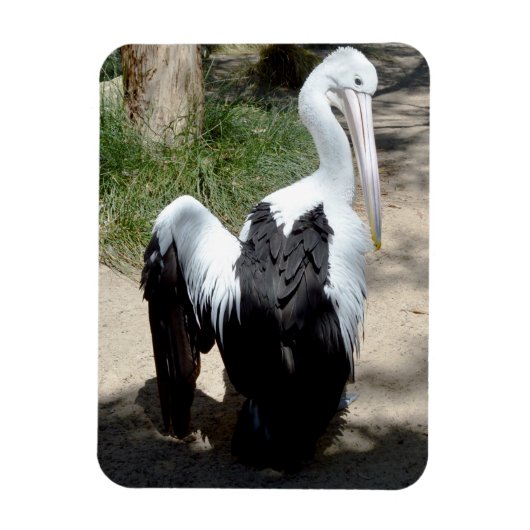 Pelican Time to Preen, Magnet Magneet (Verticaal)