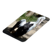 Pelican Time to Preen, Magnet Magneet (Linkerzijde)