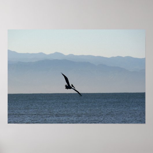 Pelican Turning to Dive Poster (Voorkant)