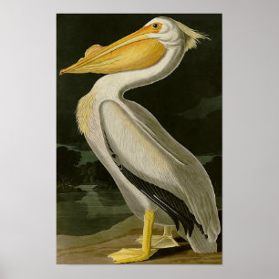 Pelican uit de Malibu Life Design Series Poster