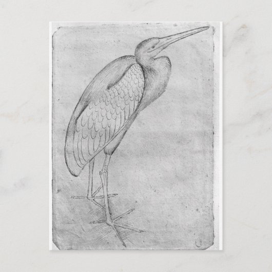 Pelican van het Album van de Vallardi Briefkaart (Voorkant)