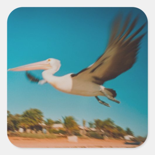 Pelican Vierkante Sticker (Voorkant)