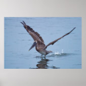 Pelican Water Landing Poster (Voorkant)