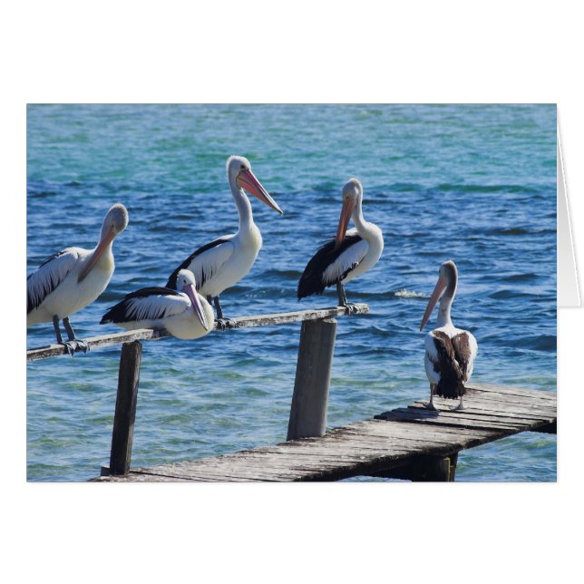 Pelicans (Voorkant Horizontaal)
