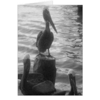 Pelicans