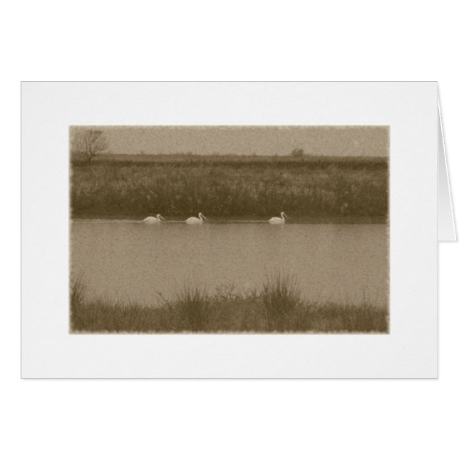 Pelicans (Voorkant Horizontaal)