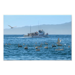 Pelicans Basking & Boat - Marina Del Rey, Californ Foto Afdruk