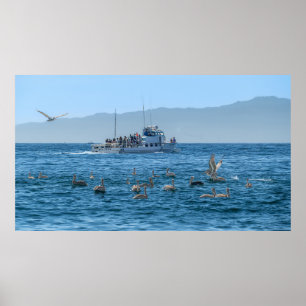 Pelicans Basking & Boat - Marina Del Rey, Californ Poster