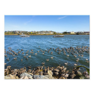 Pelicans Basking - Marina Del Rey, Californië Foto Afdruk